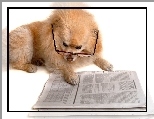 Pies, Okulary, Gazeta